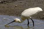 Spatule_blanche_LeTeich_Parc_Ornithologique_mai2006_MI67237