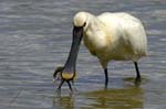 Spatule_blanche_LeTeich_Parc_Ornithologique_mai2006_MI67247