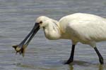 Spatule_blanche_LeTeich_Parc_Ornithologique_mai2006_MI67249