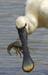 Spatule_blanche_LeTeich_Parc_Ornithologique_mai2006_MI67252