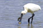 Spatule_blanche_LeTeich_Parc_Ornithologique_mai2006_MI67253