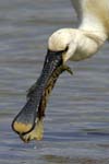 Spatule_blanche_LeTeich_Parc_Ornithologique_mai2006_MI67254