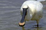 Spatule_blanche_LeTeich_Parc_Ornithologique_mai2006_MI67329
