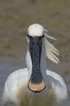 Spatule_blanche_LeTeich_Parc_Ornithologique_mai2006_MI67332