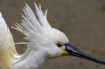 Spatule_blanche_LeTeich_Parc_Ornithologique_mai2006_MI67337