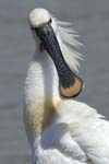 Spatule_blanche_LeTeich_Parc_Ornithologique_mai2006_MI67348