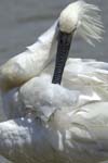 Spatule_blanche_LeTeich_Parc_Ornithologique_mai2006_MI67349