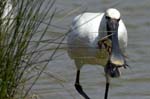 Spatule_blanche_LeTeich_Parc_Ornithologique_mai2006_MI67353