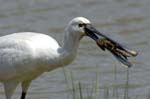 Spatule_blanche_LeTeich_Parc_Ornithologique_mai2006_MI67354