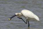 Spatule_blanche_LeTeich_Parc_Ornithologique_mai2006_MI67406