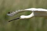 Spatule_blanche_LeTeich_Parc_Ornithologique_mai2006_MI67500