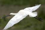 Spatule_blanche_LeTeich_Parc_Ornithologique_mai2006_MI67503