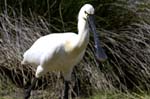 Spatule_blanche_LeTeich_Parc_Ornithologique_mai2006_MI67517