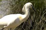Spatule_blanche_LeTeich_Parc_Ornithologique_mai2006_MI67518