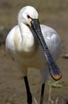 Spatule_blanche_LeTeich_Parc_Ornithologique_mai2006_MI67529