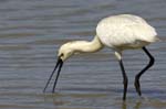 Spatule_blanche_LeTeich_Parc_Ornithologique_mai2006_MI67531