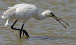 Spatule_blanche_LeTeich_Parc_Ornithologique_mai2006_MI67539