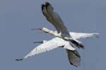 Spatule_blanche_LeTeich_Parc_Ornithologique_mai2006_MI67576