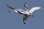 Spatule_blanche_LeTeich_Parc_Ornithologique_mai2006_MI67580