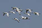 Spatule_blanche_LeTeich_Parc_Ornithologique_mai2006_MI67587