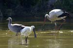 Spatule_blanche_LeTeich_Parc_Ornithologique_mai2006_MI67824