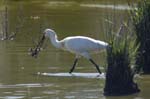 Spatule_blanche_LeTeich_Parc_Ornithologique_mai2006_MI67827
