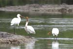 Spatule_blanche_LeTeich_Parc_Ornithologique_mai2006_MI69594
