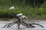 Spatule_blanche_LeTeich_Parc_Ornithologique_mai2006_MI69786