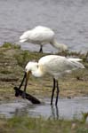 Spatule_blanche_LeTeich_parc_Ornithologique_avril2006_MR61140
