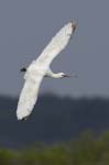 Spatule_blanche_LeTeich_parc_Ornithologique_avril2006_MR61141