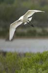 Spatule_blanche_LeTeich_parc_Ornithologique_avril2006_MR61144