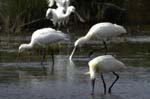 Spatule_blanche_LeTeich_parc_Ornithologique_avril2006_MR61145
