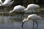 Spatule_blanche_LeTeich_parc_Ornithologique_avril2006_MR61146