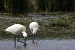 Spatule_blanche_LeTeich_parc_Ornithologique_avril2006_MR61147