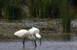 Spatule_blanche_LeTeich_parc_Ornithologique_avril2006_MR61148