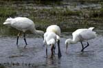 Spatule_blanche_LeTeich_parc_Ornithologique_avril2006_MR61149