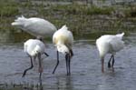 Spatule_blanche_LeTeich_parc_Ornithologique_avril2006_MR61150