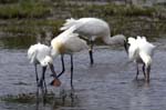 Spatule_blanche_LeTeich_parc_Ornithologique_avril2006_MR61151