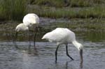 Spatule_blanche_LeTeich_parc_Ornithologique_avril2006_MR61152