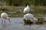 Spatule_blanche_LeTeich_parc_Ornithologique_avril2006_MR61155