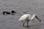 Spatule_blanche_LeTeich_parc_Ornithologique_avril2006_MR61156