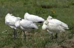 Spatule_blanche_LeTeich_parc_Ornithologique_avril2006_MR61157