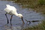 Spatule_blanche_LeTeich_parc_Ornithologique_avril2006_MR61159