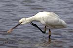 Spatule_blanche_LeTeich_parc_Ornithologique_avril2006_MR61160