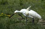 Spatule_blanche_LeTeich_parc_Ornithologique_avril2006_MR61161