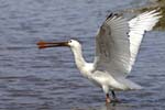 Spatule_blanche_LeTeich_parc_Ornithologique_avril2006_MR61162