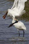 Spatule_blanche_LeTeich_parc_Ornithologique_avril2006_MR61163