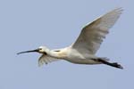 Spatule_blanche_LeTeich_parc_Ornithologique_avril2006_MR61164