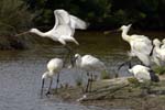Spatule_blanche_LeTeich_parc_Ornithologique_avril2006_MR61165