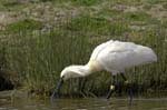 Spatule_blanche_LeTeich_parc_Ornithologique_avril2006_MR61166